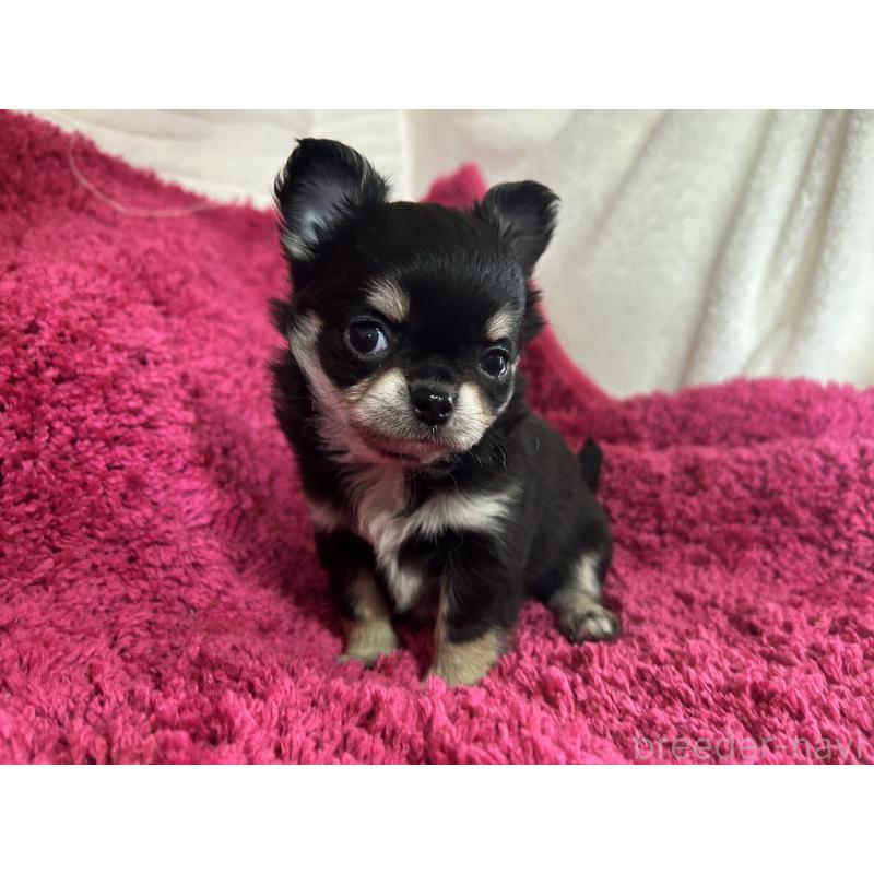 販売中の京都府のチワワ(ロングコート)-444057の6枚目