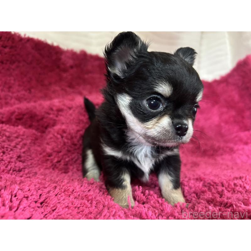 販売中の京都府のチワワ(ロングコート)-444057の5枚目