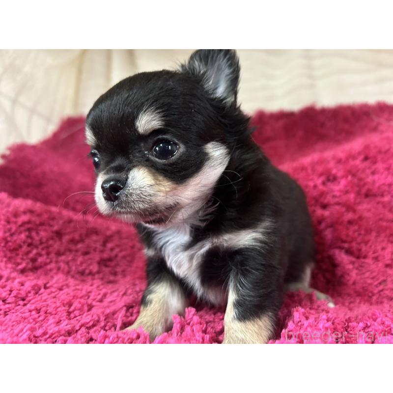 販売中の京都府のチワワ(ロングコート)-444057の4枚目