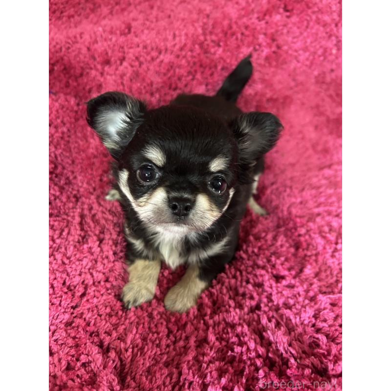 販売中の京都府のチワワ(ロングコート)-444057の1枚目