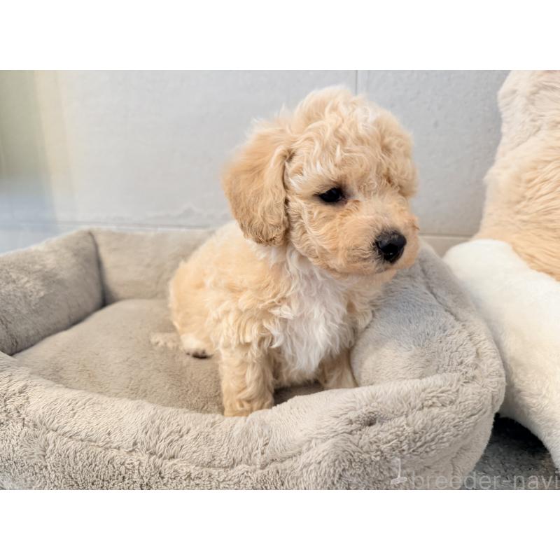 販売中の千葉県のビションプー:ビションフリーゼ×トイプードル-444064の8枚目