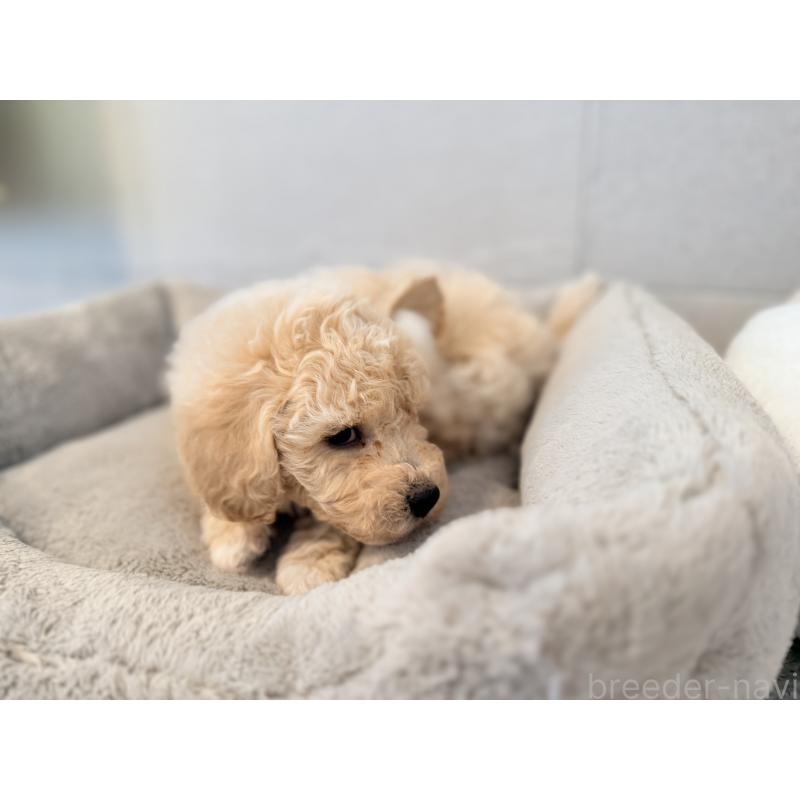 販売中の千葉県のビションプー:ビションフリーゼ×トイプードル-444064の7枚目