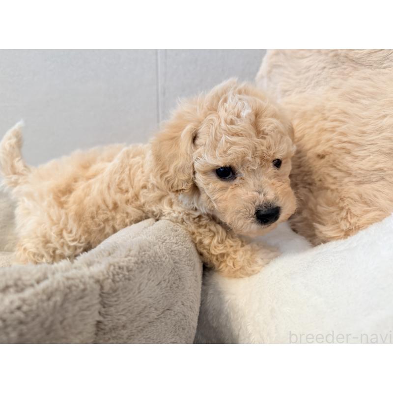 販売中の千葉県のビションプー:ビションフリーゼ×トイプードル-444064の6枚目