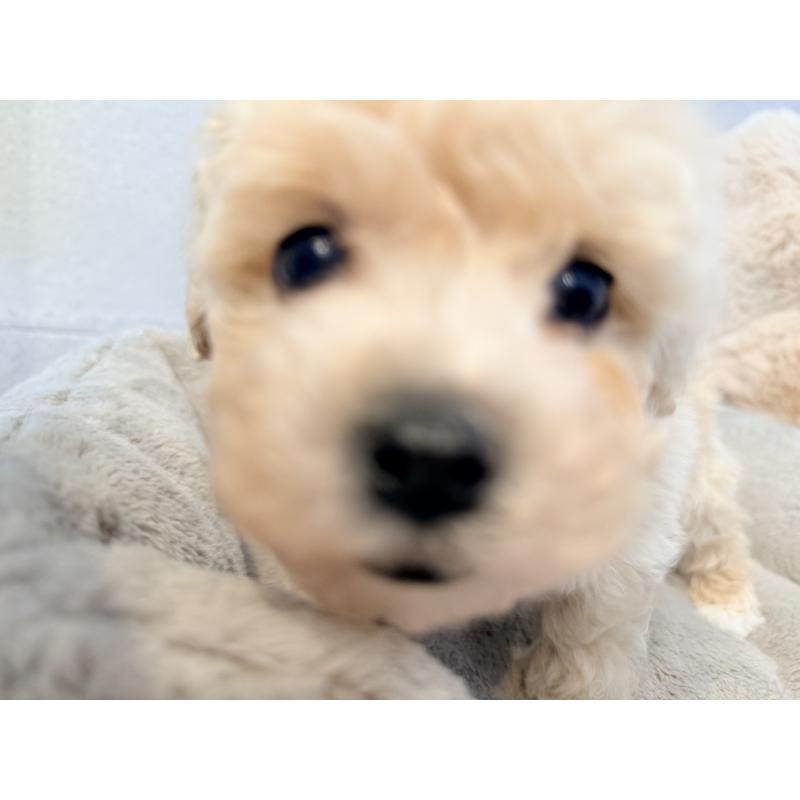 販売中の千葉県のビションプー:ビションフリーゼ×トイプードル-444064の5枚目