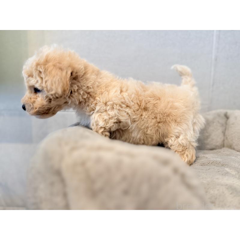 販売中の千葉県のビションプー:ビションフリーゼ×トイプードル-444064の4枚目