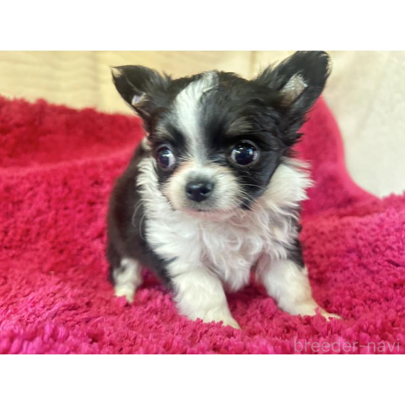 販売中の京都府のチワワ(ロングコート)-444061の6枚目