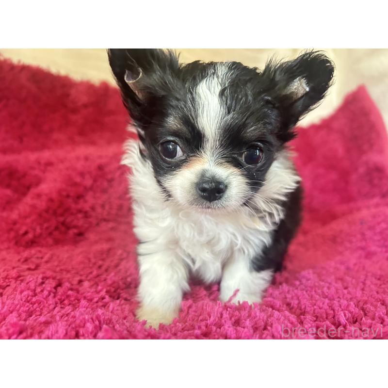 販売中の京都府のチワワ(ロングコート)-444061の5枚目