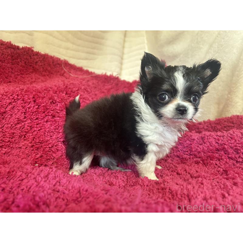 販売中の京都府のチワワ(ロングコート)-444061