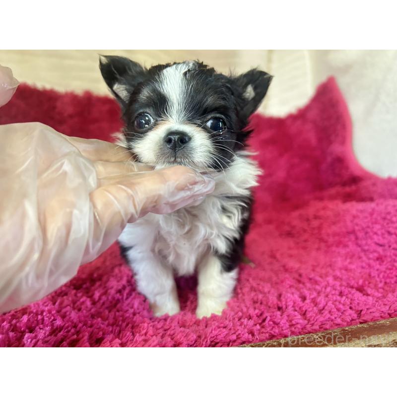 販売中の京都府のチワワ(ロングコート)-444061の3枚目