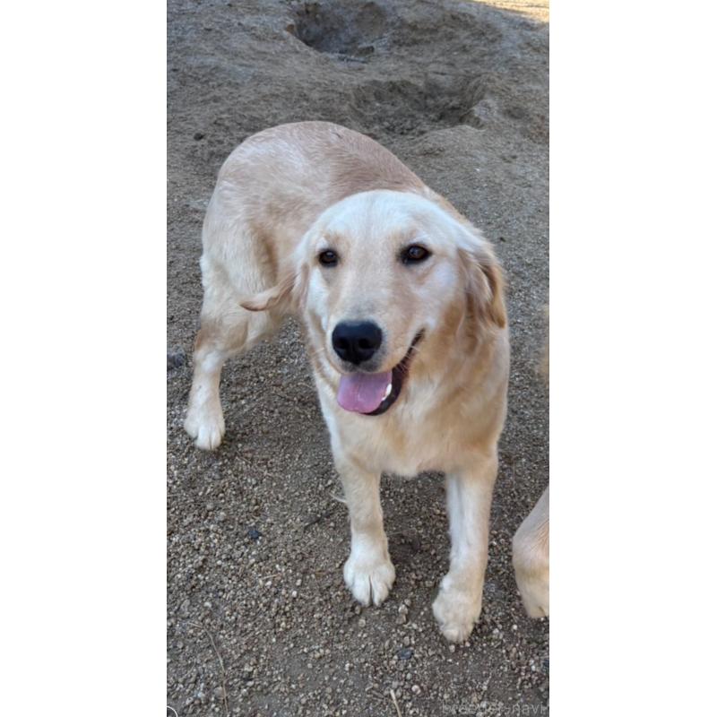 もふちゃん1枚目