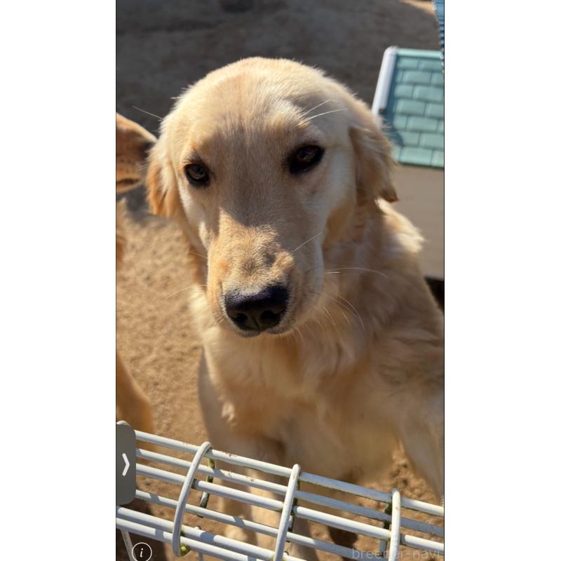 もふちゃん1枚目