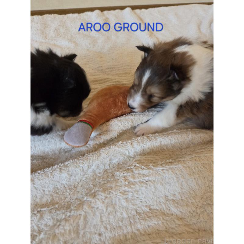 商談中の広島県のシェットランドシープドッグ(シェルティ)-439303の13枚目