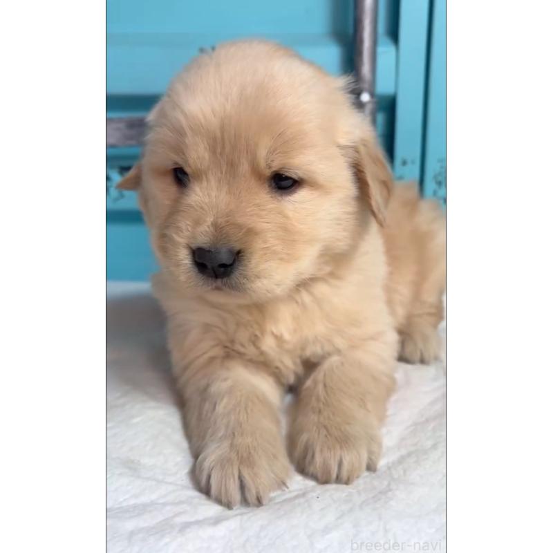 販売中の茨城県のゴールデンレトリーバー-444065の5枚目