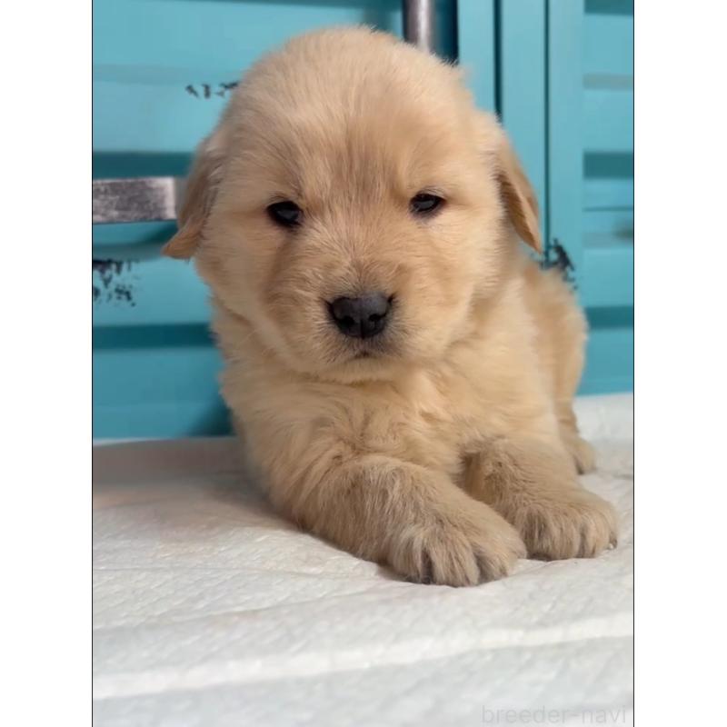 販売中の茨城県のゴールデンレトリーバー-444065の4枚目