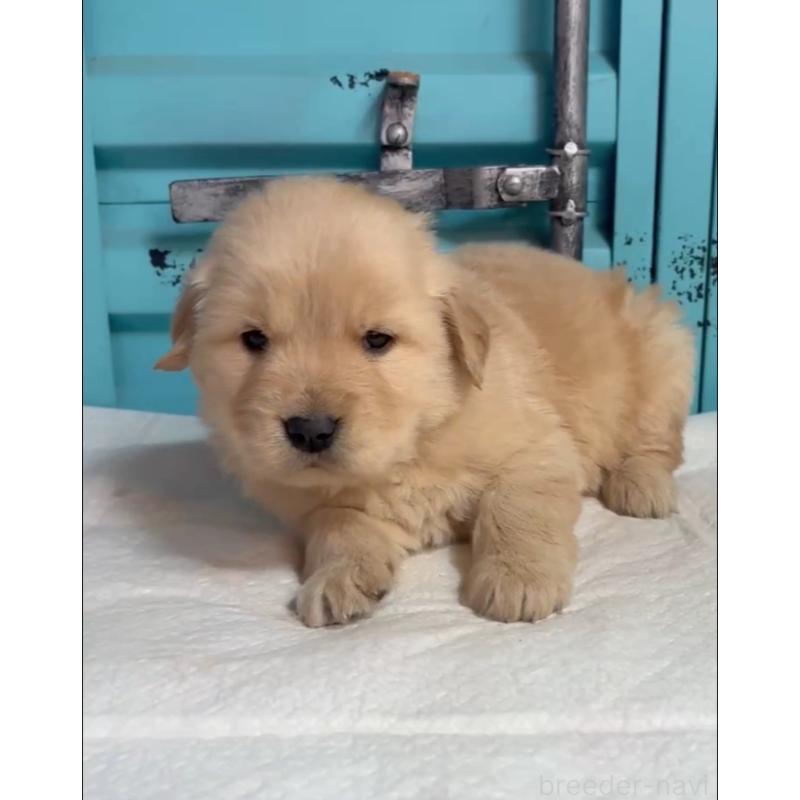 販売中の茨城県のゴールデンレトリーバー-444065の3枚目