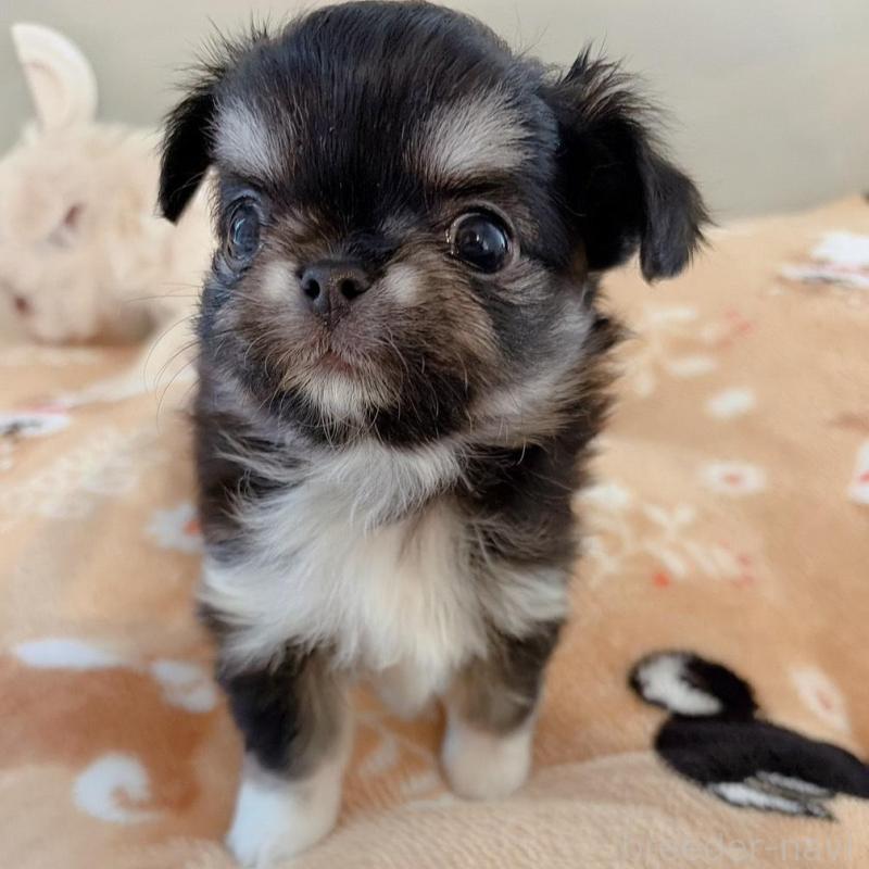 販売中の兵庫県のチワワ(ロングコート)-444066の5枚目