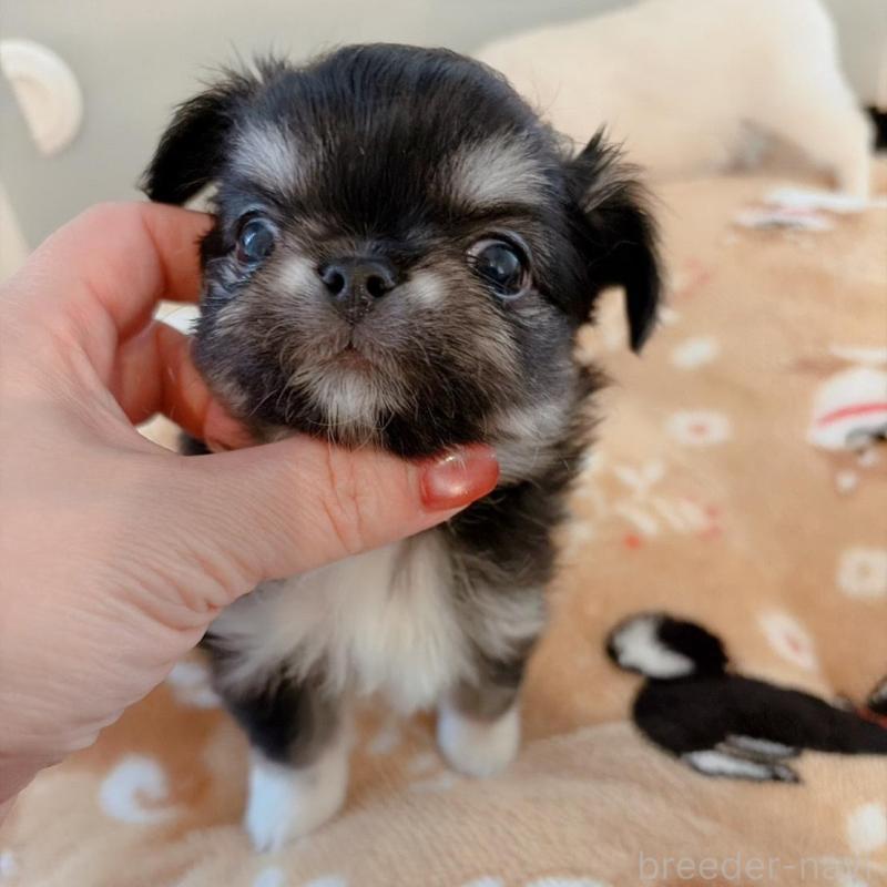 販売中の兵庫県のチワワ(ロングコート)-444066の4枚目