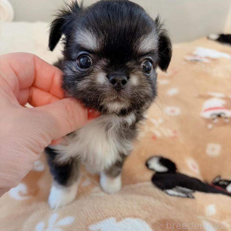 販売中の兵庫県のチワワ(ロングコート)-444066の3枚目