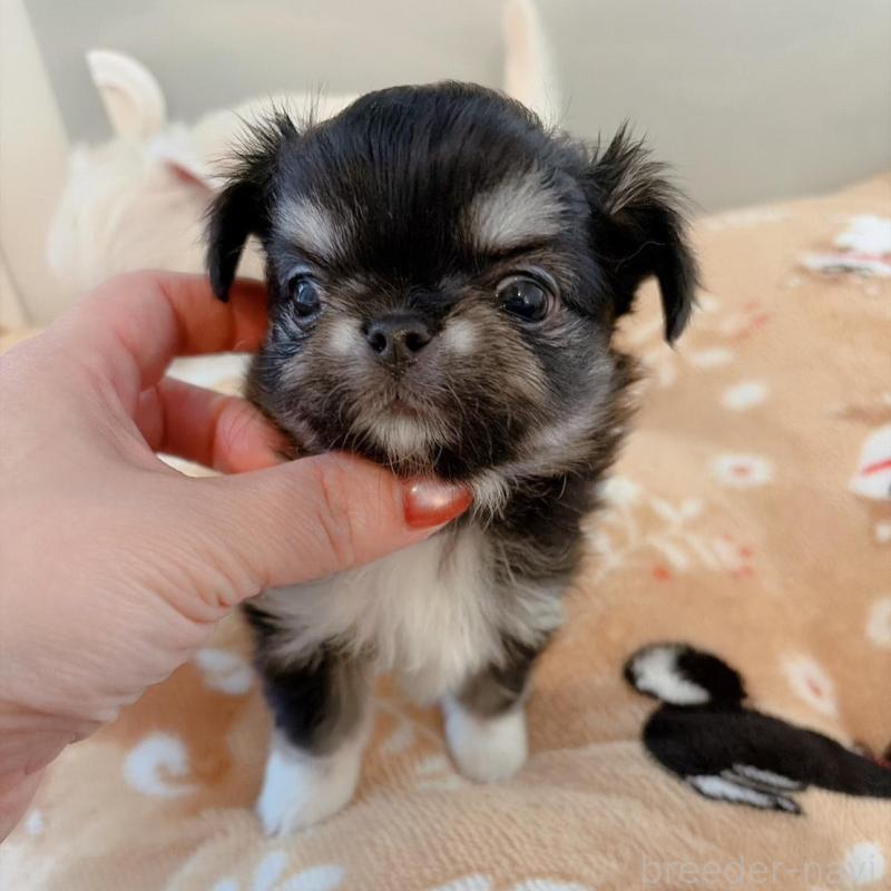 販売中の兵庫県のチワワ(ロングコート)-444066の2枚目