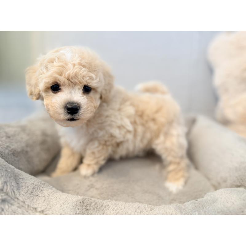 成約済の千葉県のビションプー:ビションフリーゼ×トイプードル-444077の9枚目