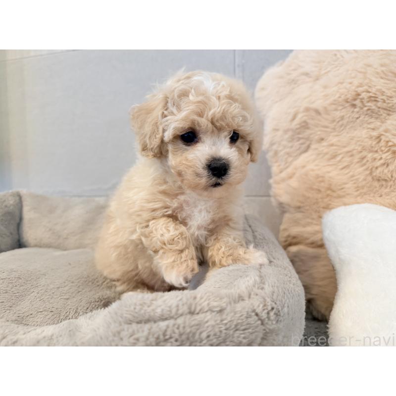 成約済の千葉県のビションプー:ビションフリーゼ×トイプードル-444077の8枚目