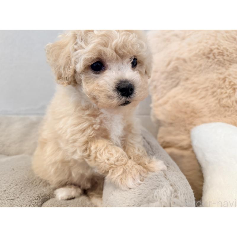 成約済の千葉県のビションプー:ビションフリーゼ×トイプードル-444077の7枚目