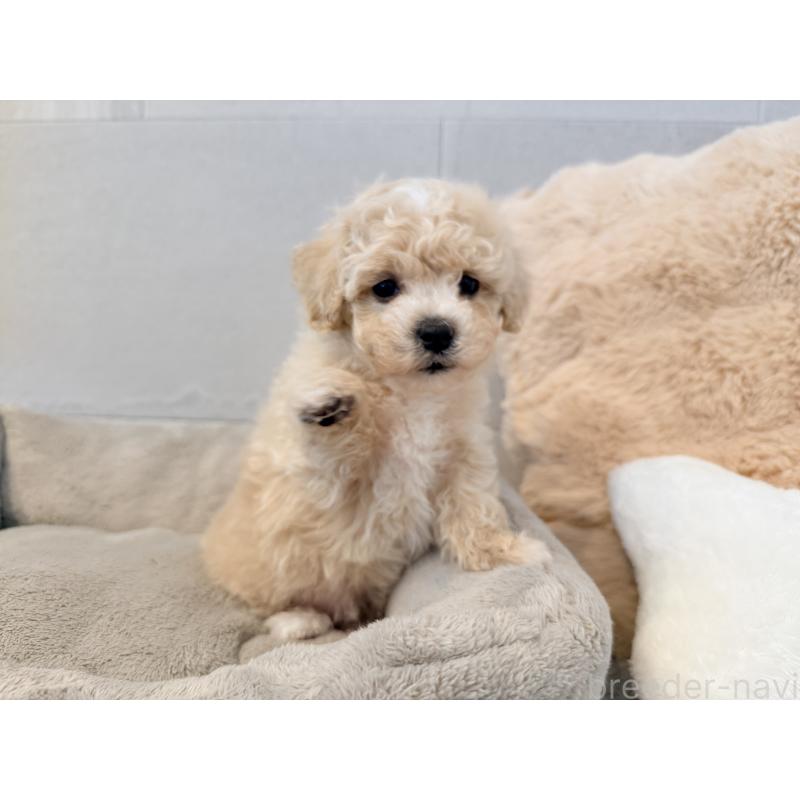 成約済の千葉県のビションプー:ビションフリーゼ×トイプードル-444077の6枚目