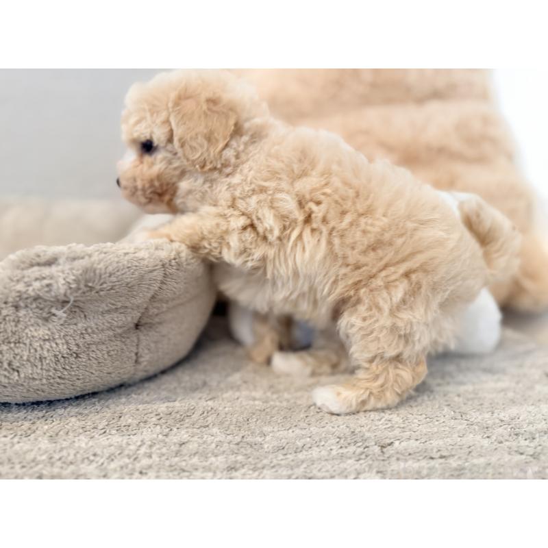 成約済の千葉県のビションプー:ビションフリーゼ×トイプードル-444077の4枚目