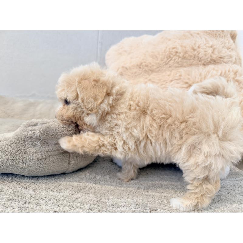 成約済の千葉県のビションプー:ビションフリーゼ×トイプードル-444077の3枚目