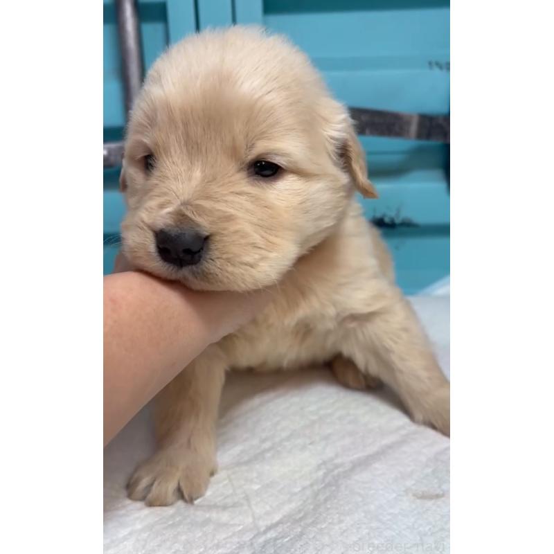 販売中の茨城県のゴールデンレトリーバー-444063の5枚目