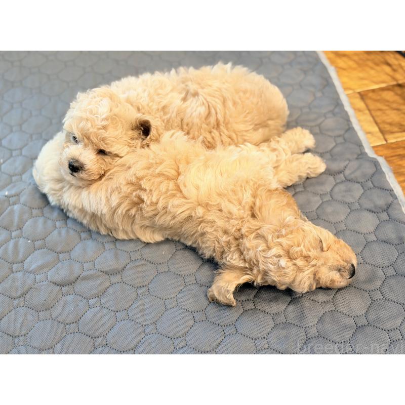 成約済の千葉県のビションプー:ビションフリーゼ×トイプードル-444077の2枚目