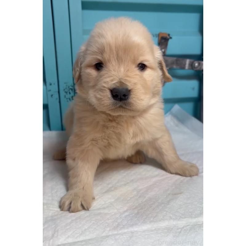 販売中の茨城県のゴールデンレトリーバー-444063の2枚目