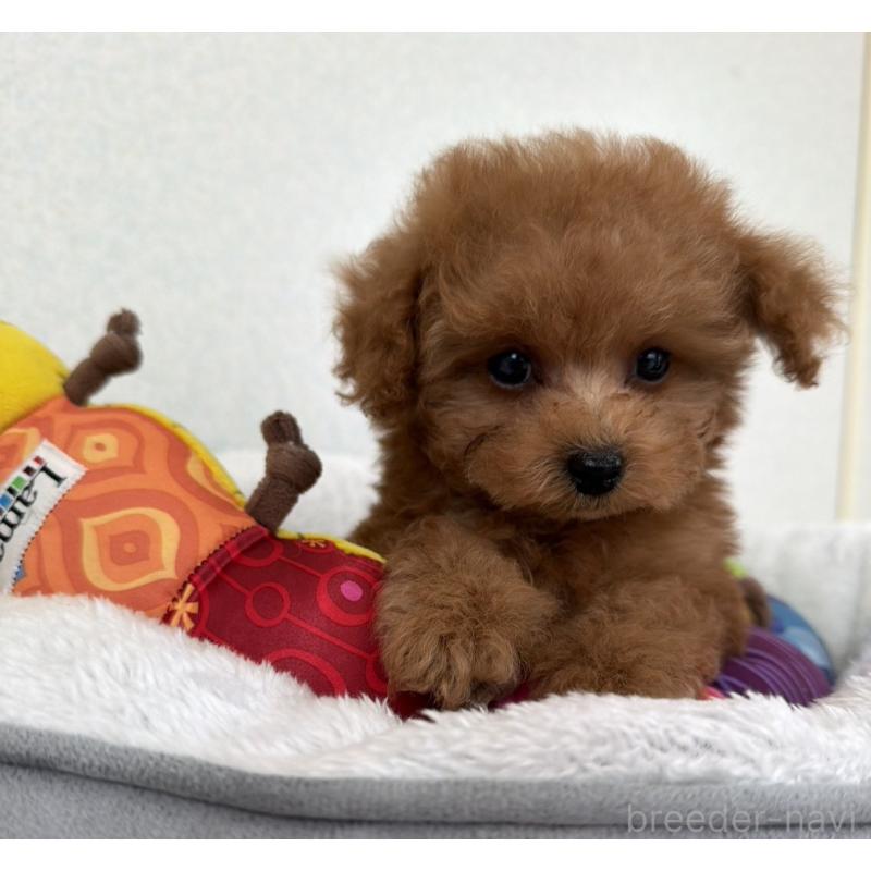 販売中の長崎県のタイニープードル-444069の6枚目