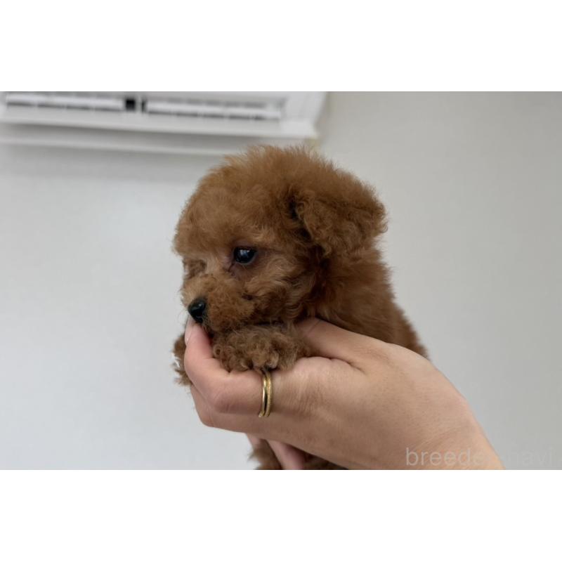 販売中の長崎県のタイニープードル-444069の5枚目