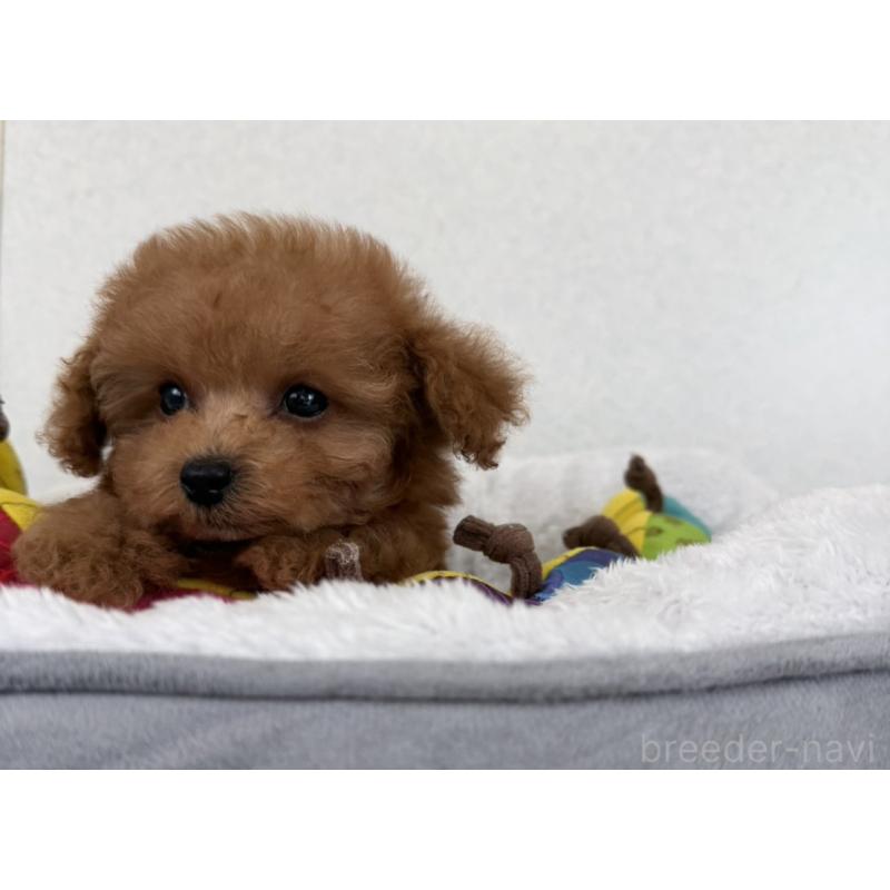 販売中の長崎県のタイニープードル-444069の4枚目