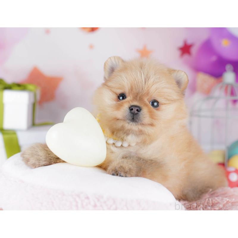 販売中の東京都のポメラニアン-444068の6枚目