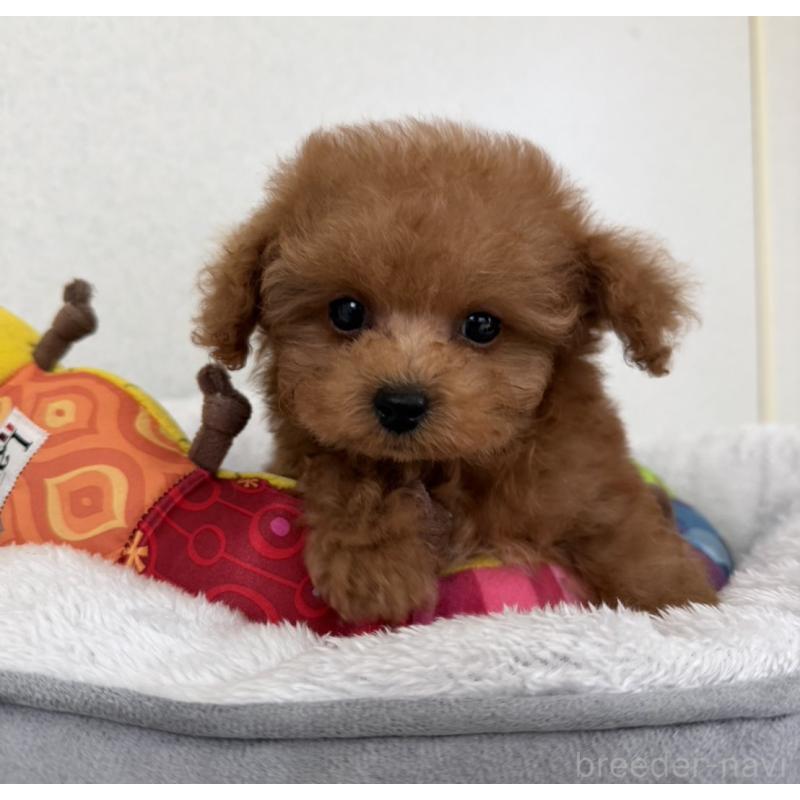 販売中の長崎県のタイニープードル-444069の3枚目