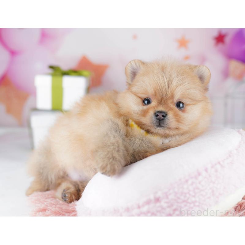 販売中の東京都のポメラニアン-444068の5枚目