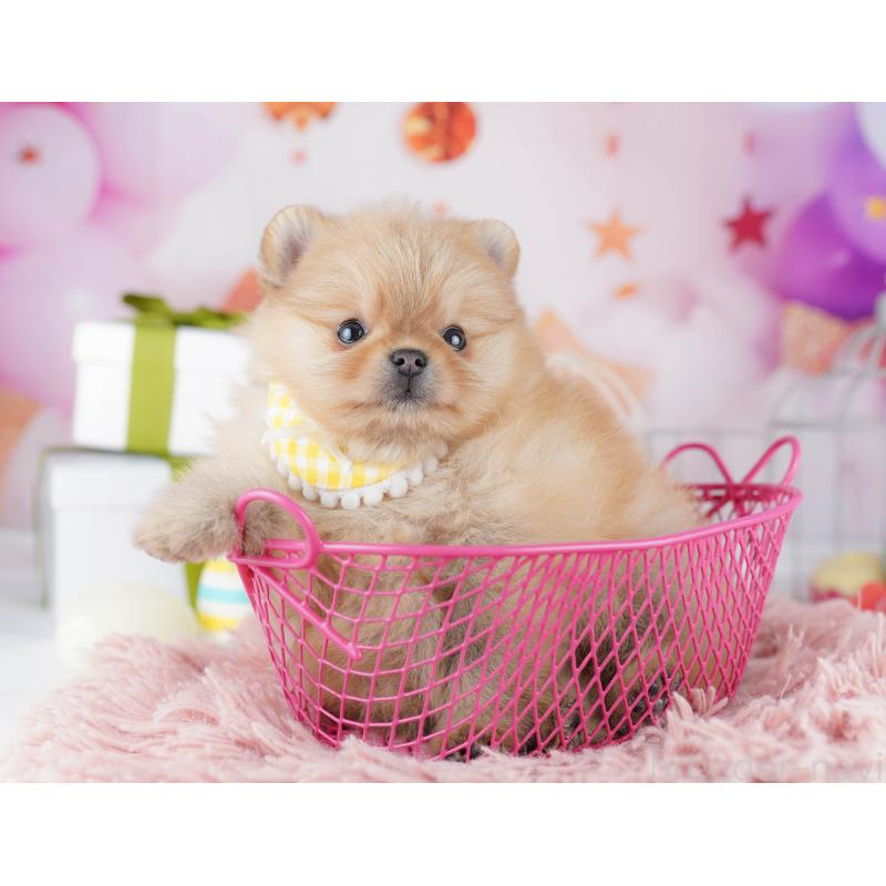 販売中の東京都のポメラニアン-444068の4枚目