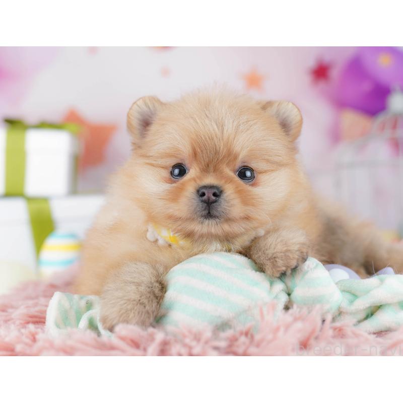 販売中の東京都のポメラニアン-444068の3枚目