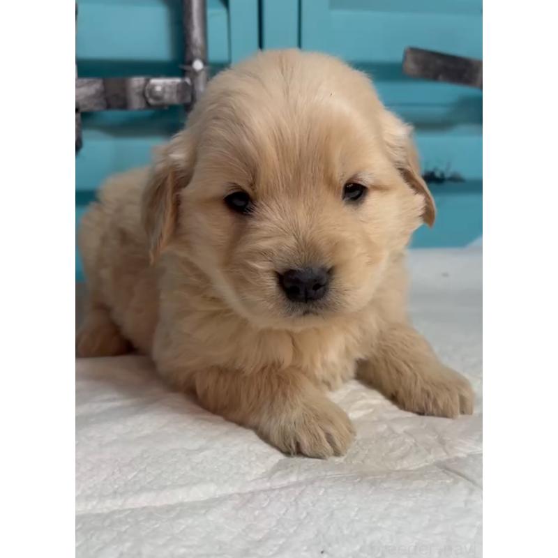 販売中の茨城県のゴールデンレトリーバー-444070の5枚目