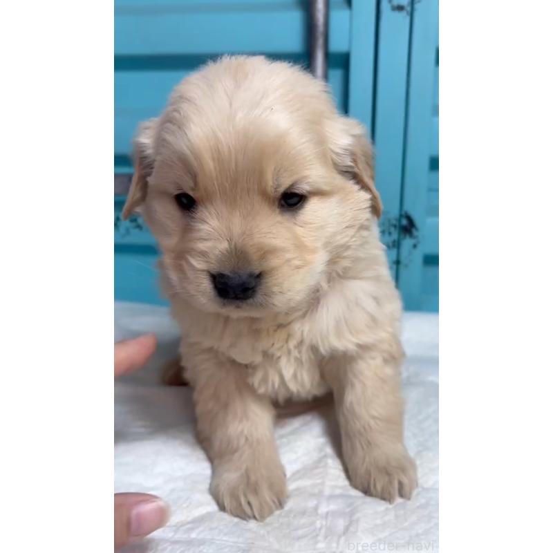 販売中の茨城県のゴールデンレトリーバー-444070の4枚目