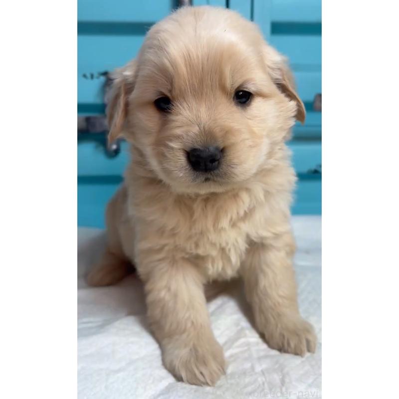 販売中の茨城県のゴールデンレトリーバー-444070の3枚目