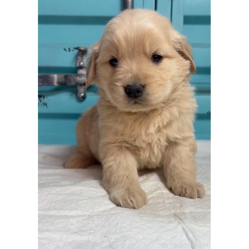 販売中の茨城県のゴールデンレトリーバー-444070の2枚目