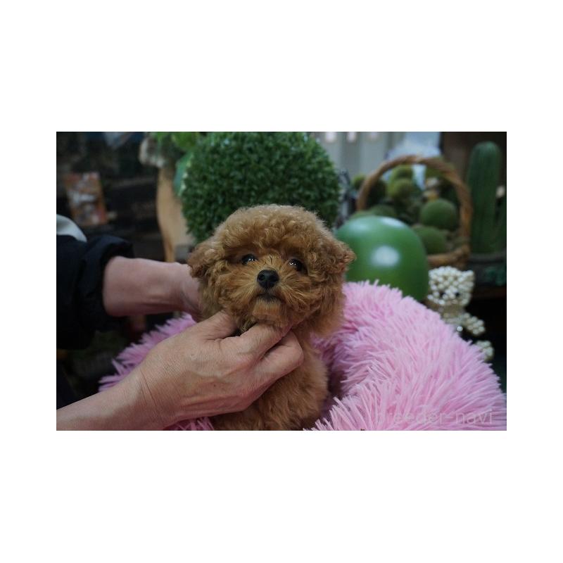 販売中の京都府のタイニープードル-435068の5枚目