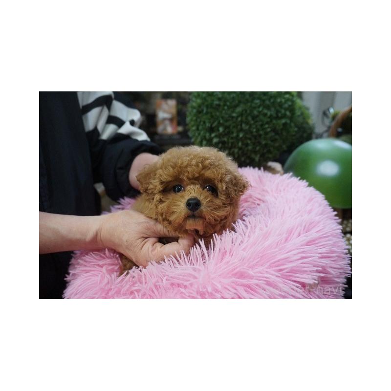 販売中の京都府のタイニープードル-435068の4枚目