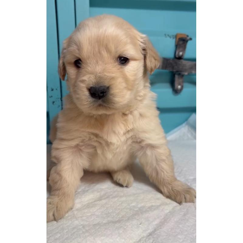 販売中の茨城県のゴールデンレトリーバー-444072の5枚目