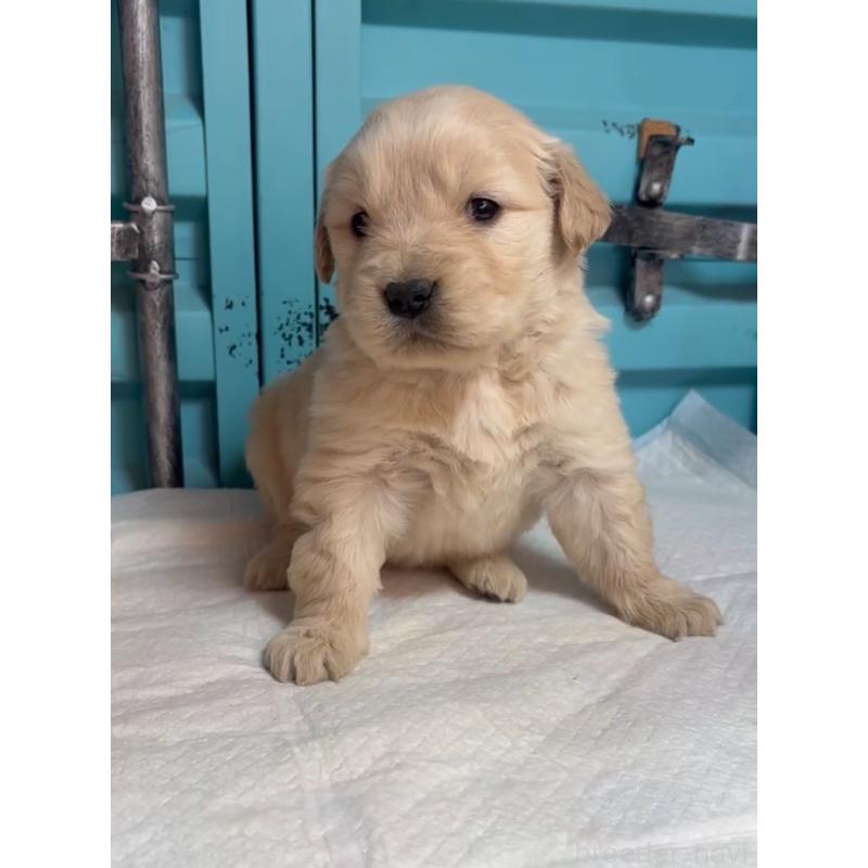 販売中の茨城県のゴールデンレトリーバー-444072の4枚目