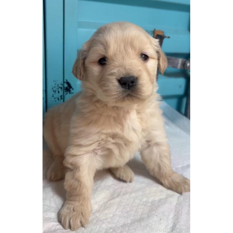 販売中の茨城県のゴールデンレトリーバー-444072の2枚目