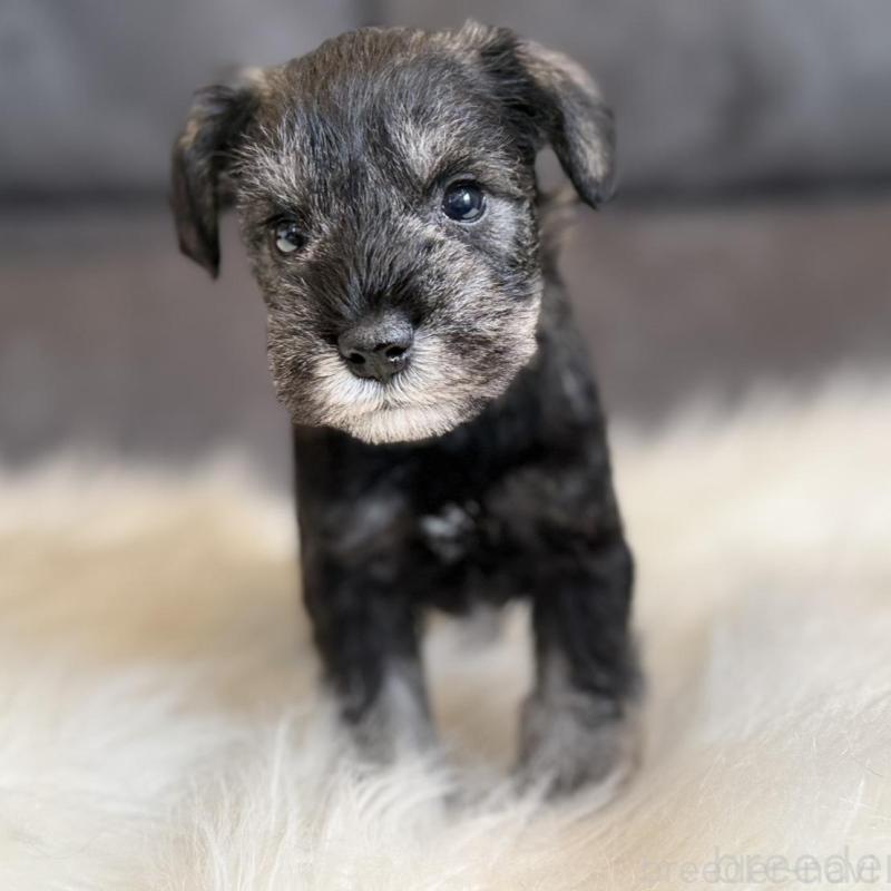 販売中の千葉県のミニチュアシュナウザー-444071の10枚目